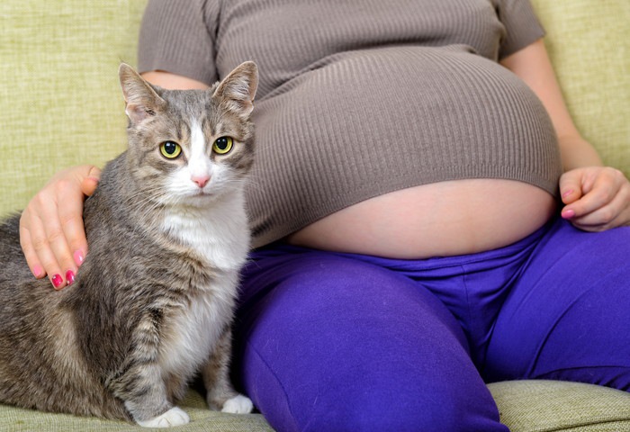 猫と妊婦