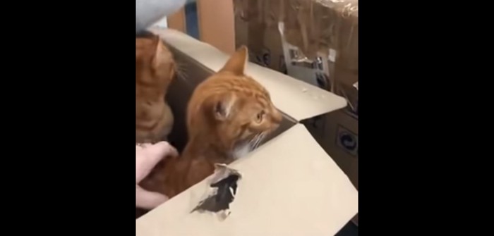 箱の中の猫