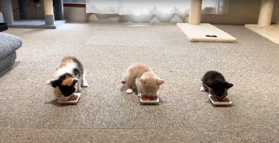 ご飯を食べる3匹の子猫