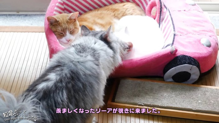 寝ている2匹の猫をのぞく長毛猫