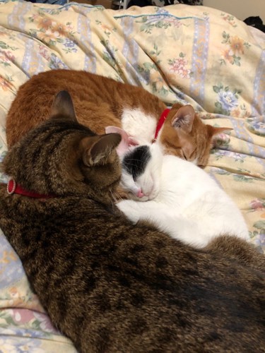 ベットで一緒に眠る三匹の猫