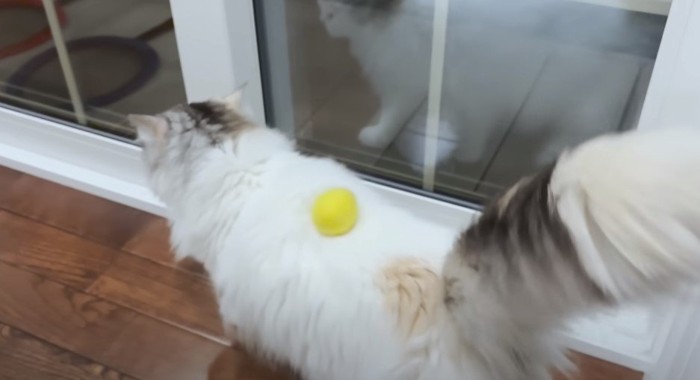 背中に黄色いボールを乗せる猫