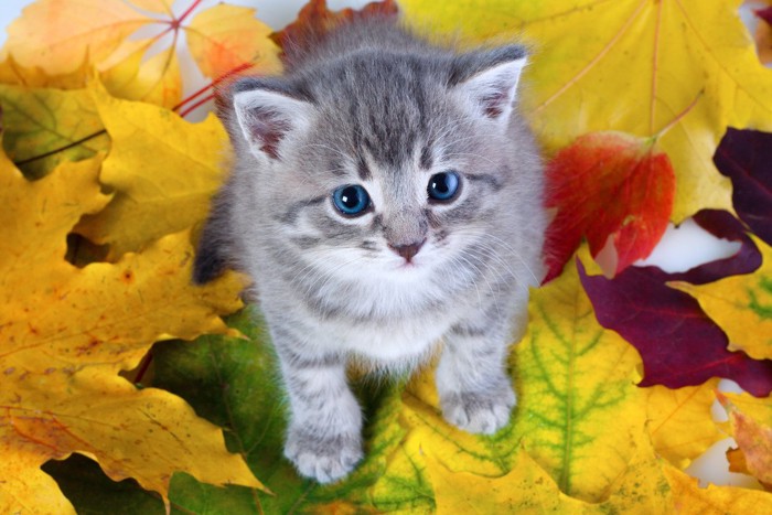 紅葉した葉の上の子猫