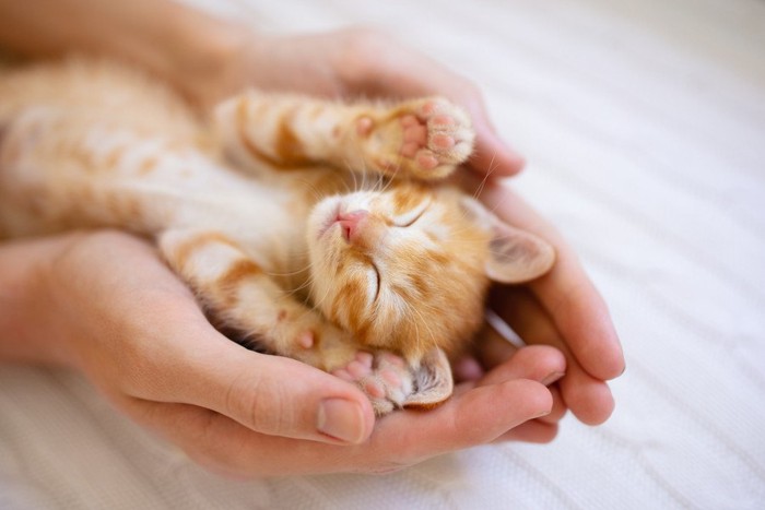 両手の上で眠る子猫