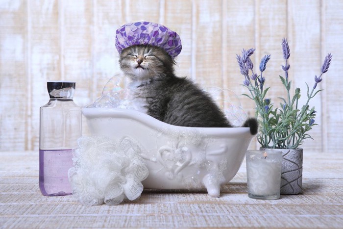 入浴中の猫
