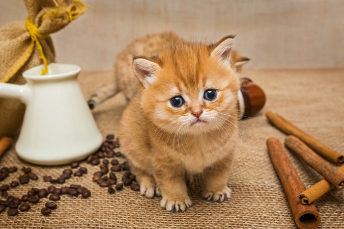 コーヒー豆と子猫