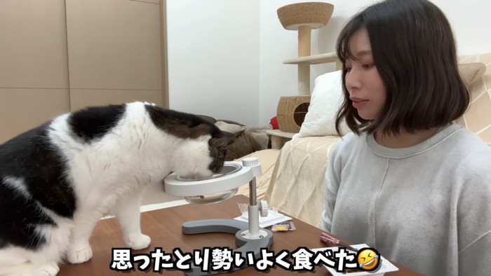 食べている猫