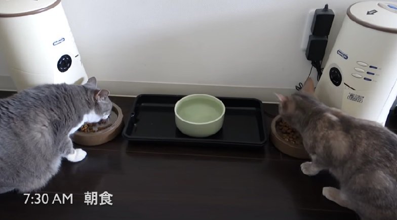 朝食を食べる2匹の猫