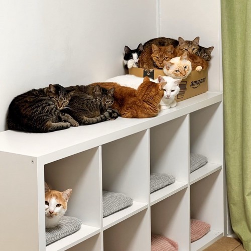 箱と家具の中にいる猫と集まる猫たち