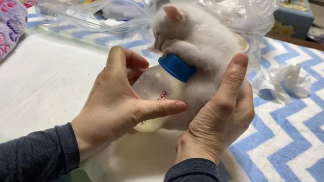 哺乳瓶を抱え込む子猫
