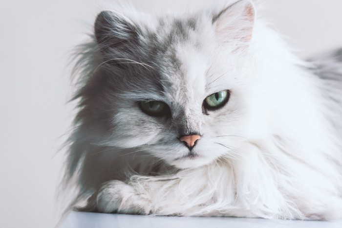 白い長毛の猫