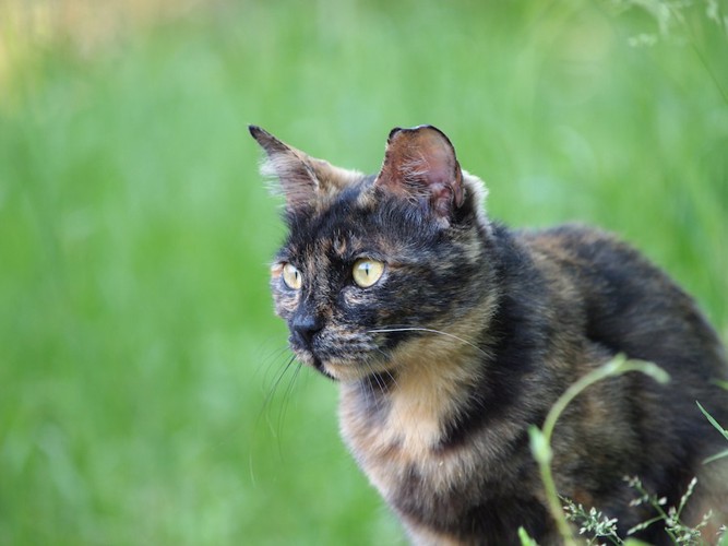 草原の中で遠くを見るサビ猫