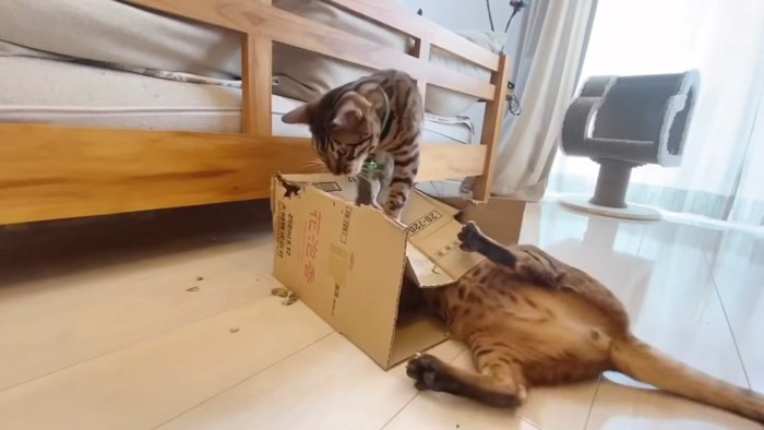 箱の中で仰向けの猫と箱に乗る猫