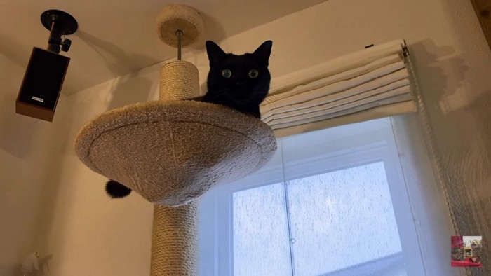 タワーから見下ろす黒猫