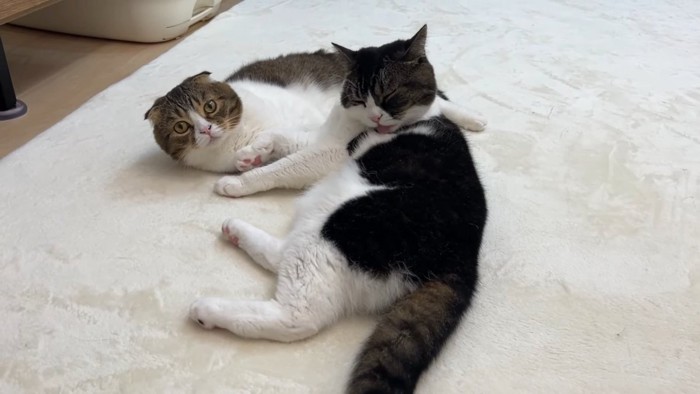 くっついて寝そべる2匹の猫