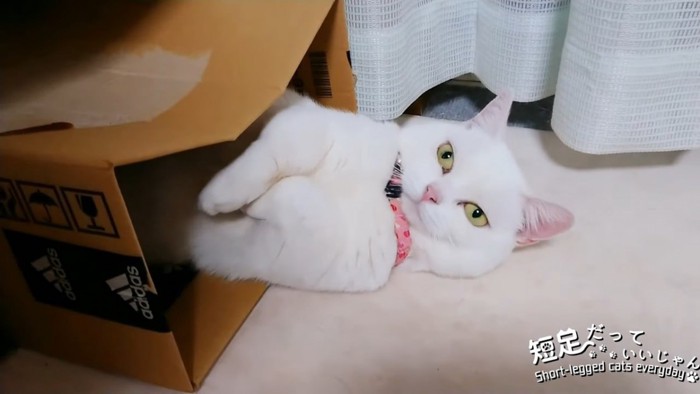 箱の中で寝転ぶ猫