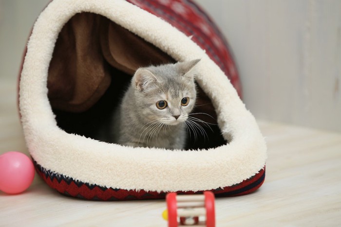 ドーム型ベッドの中で遊ぶ子猫
