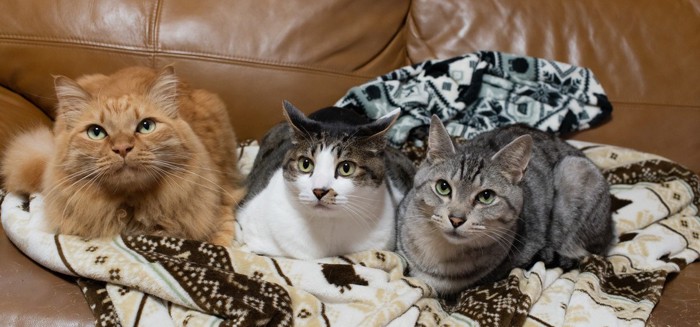 ソファの上で寄り添う3匹の猫