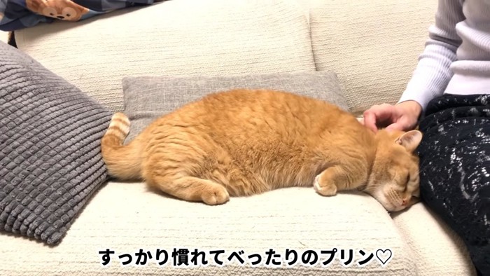 ソファーに寝そべる猫