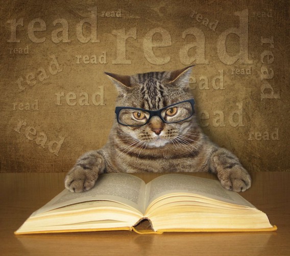 眼鏡をかけて本を開いている猫