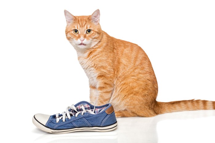 運動靴と猫