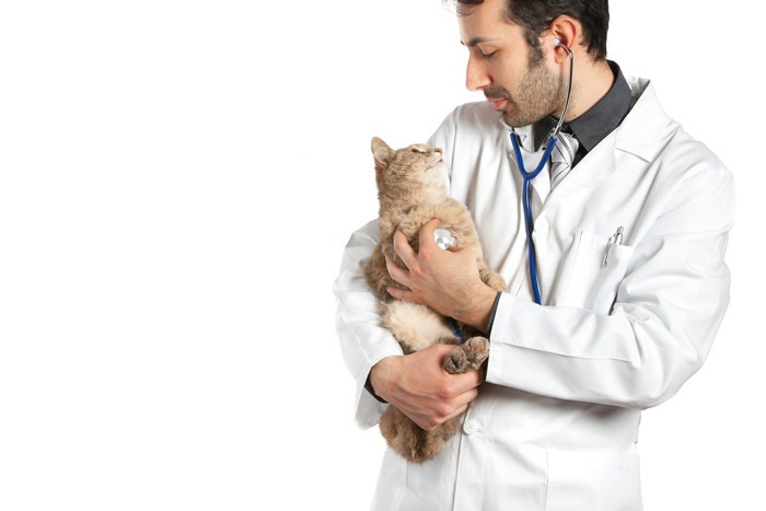 獣医に抱かれる猫
