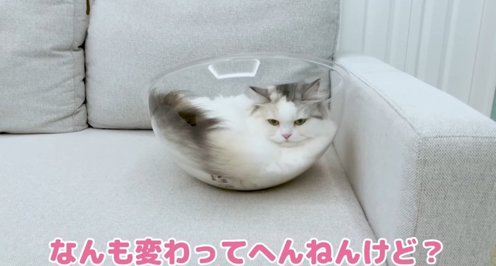 ボールの中の猫