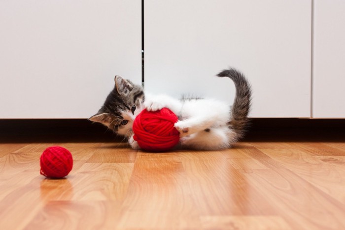 毛糸玉で遊ぶ猫