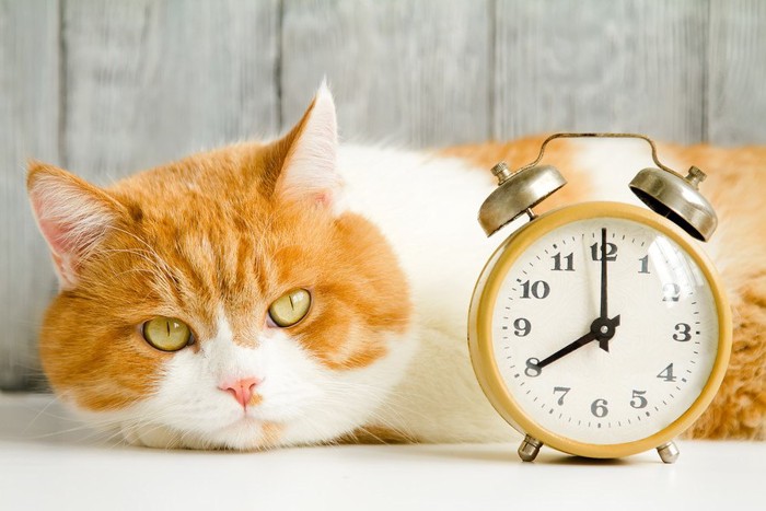 時計と寝そべってこちらを見る猫