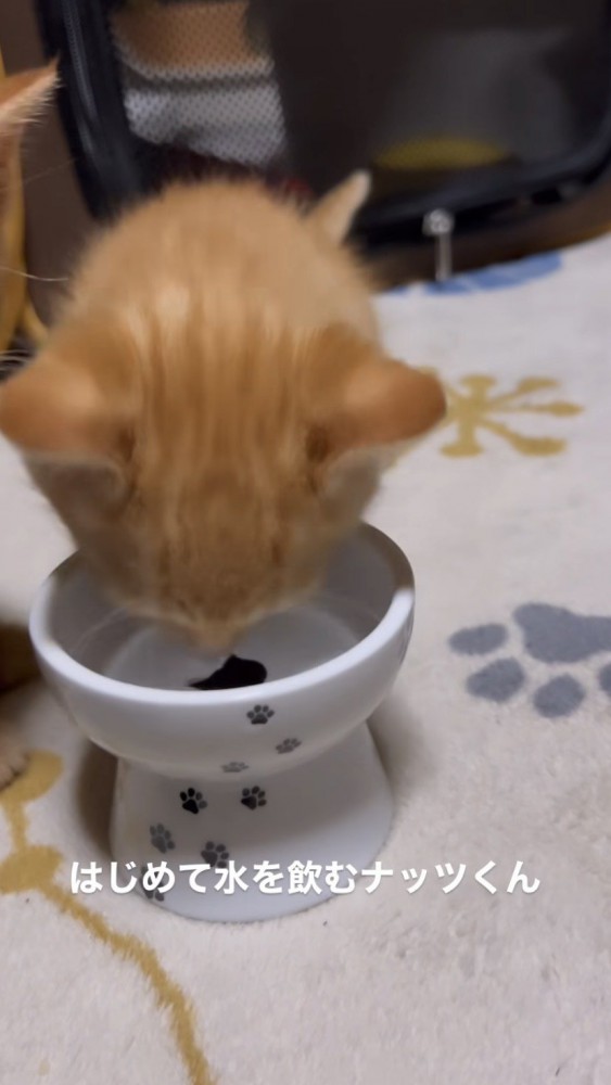 水に鼻が付く猫