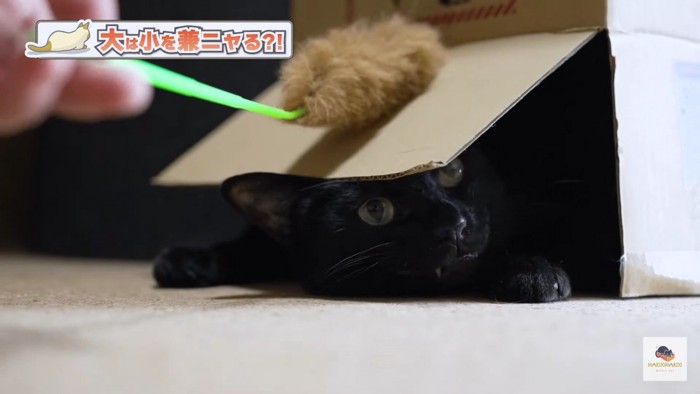 箱の中から覗く黒猫