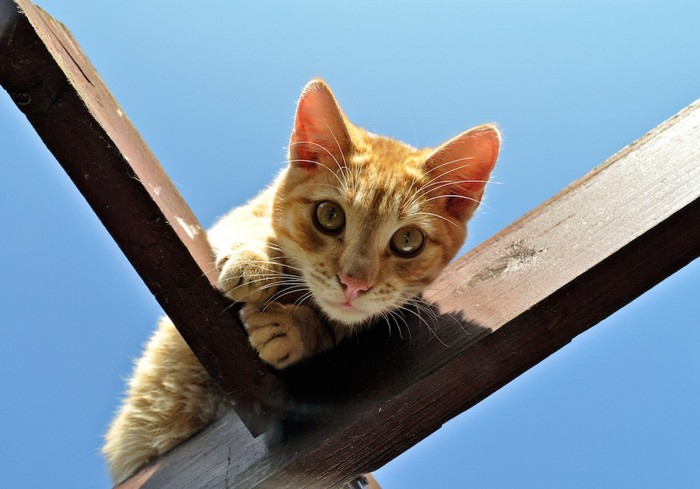 柱に登って下を見る猫