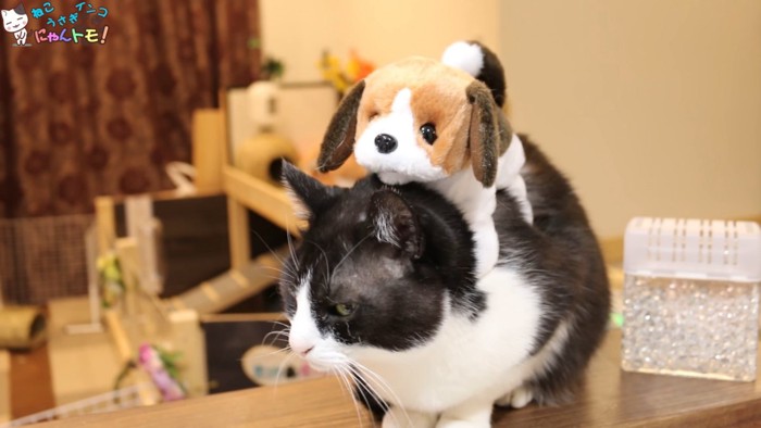 犬型のおもちゃが背中に乗った猫