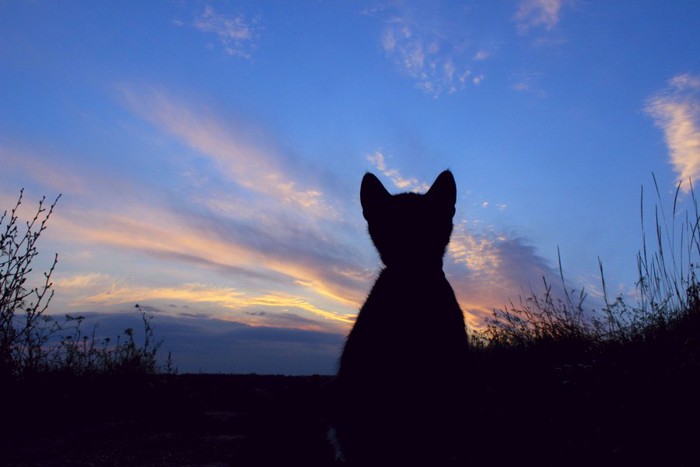 夕焼の背景に猫と草むらのシルエット