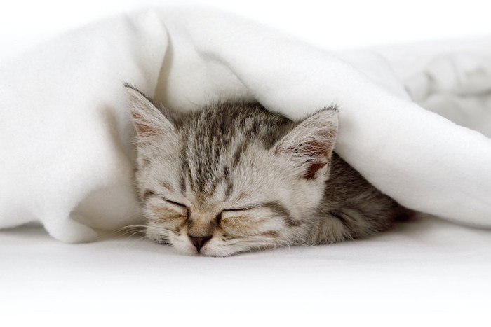 毛布に包まって寝る子猫