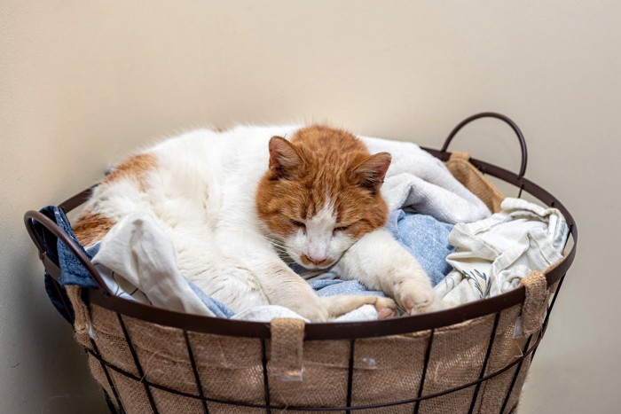 洗濯物の上で眠る猫