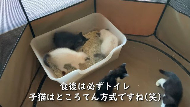 猫砂を整える保護子猫
