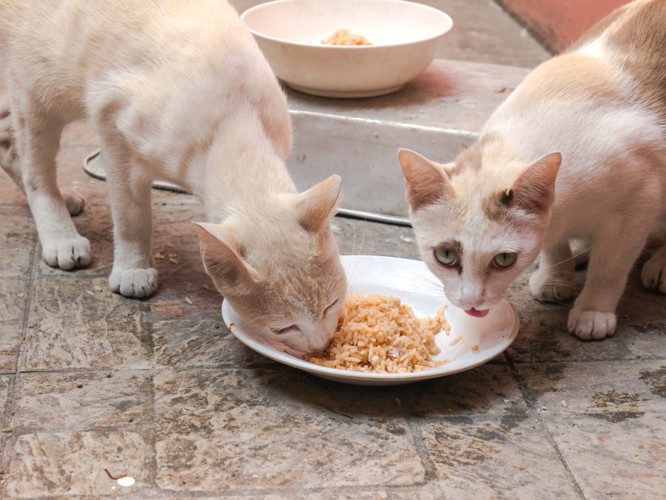 2匹で餌を食べている猫
