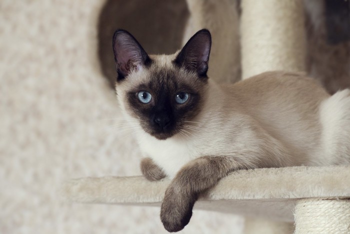 キャットタワーに座るシャム猫