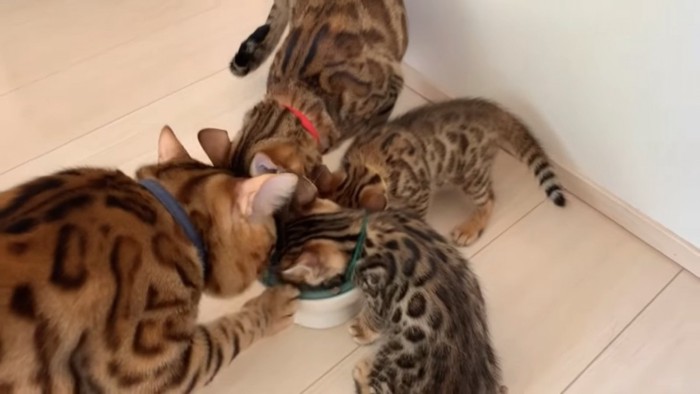 ごはんを食べる4匹の猫