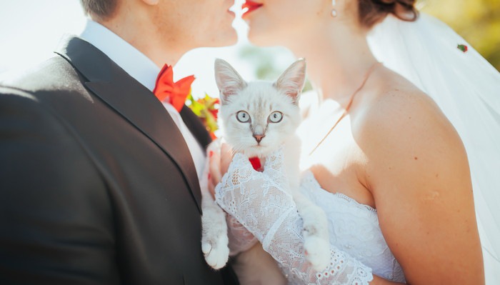 結婚式の男女の間に猫
