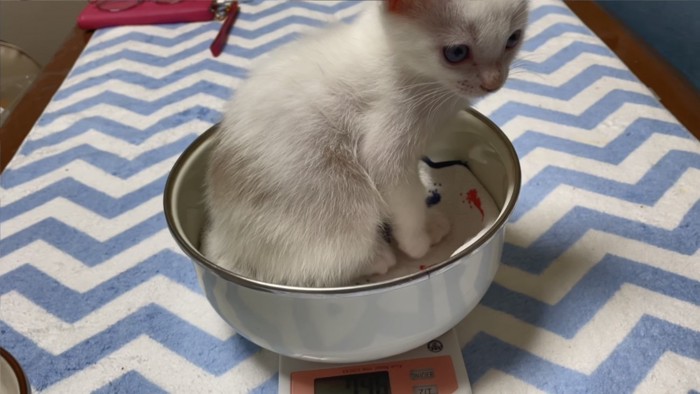 体重測定をする子猫
