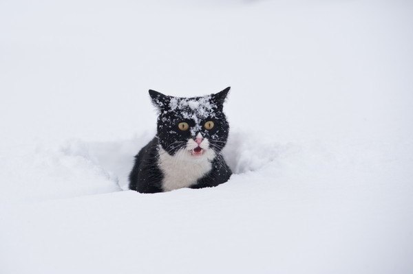 雪の中にいる黒白猫