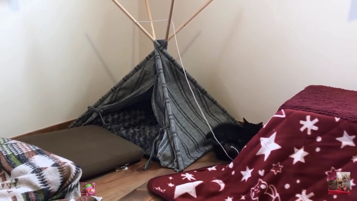 子猫と崩れたテント