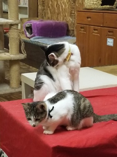 毛づくろいをする猫達