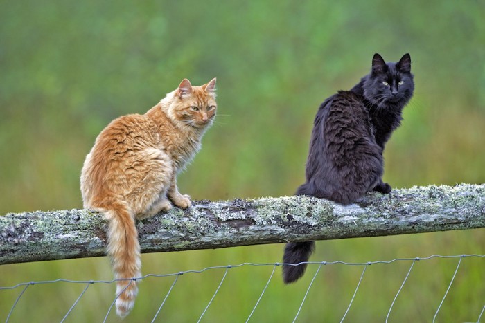 木の上に座る茶トラ猫と黒猫