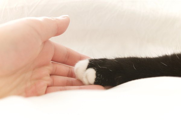 猫の手と人の手