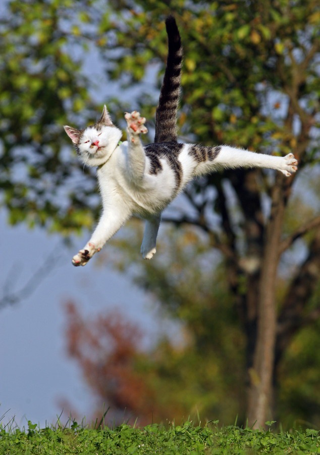 猫びっくりして飛ぶ