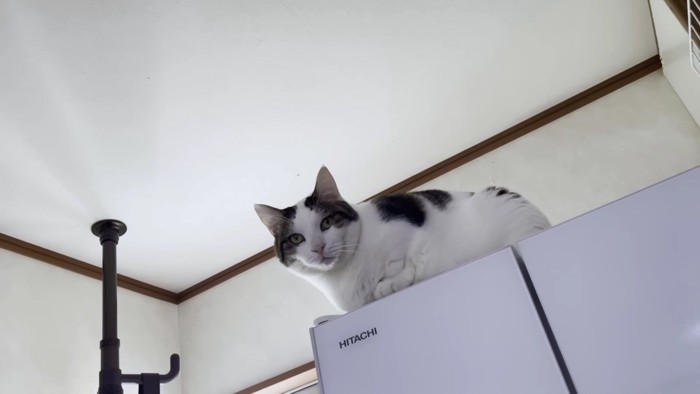 冷蔵庫の上で無表情な猫