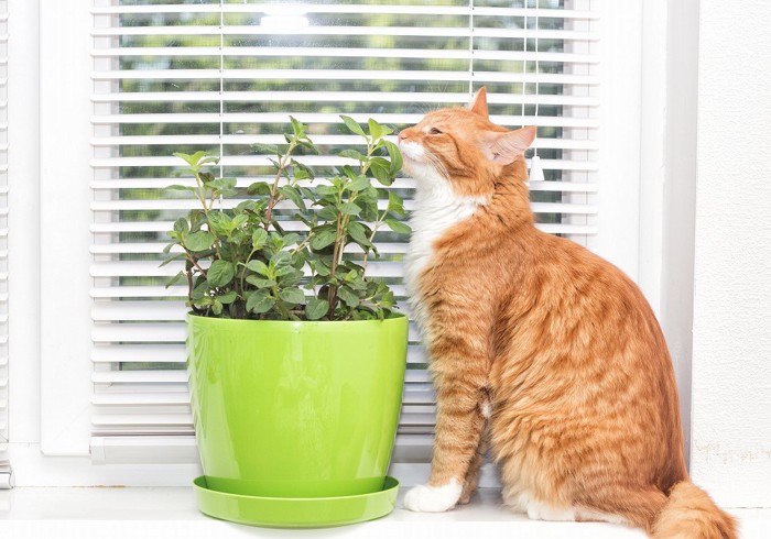 植木鉢の植物のにおいを嗅いでいる猫